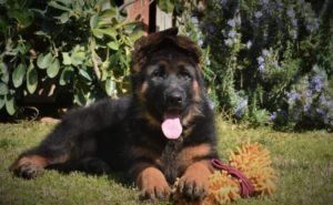 Un chiots berger allemand qui pose dans le jardin avec son jouet.