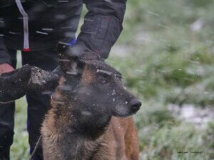 Pistage - chien seul