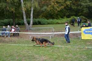 Pré-puppy-MPL-132