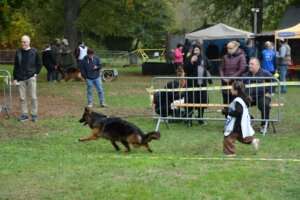 Puppy-FPL-191